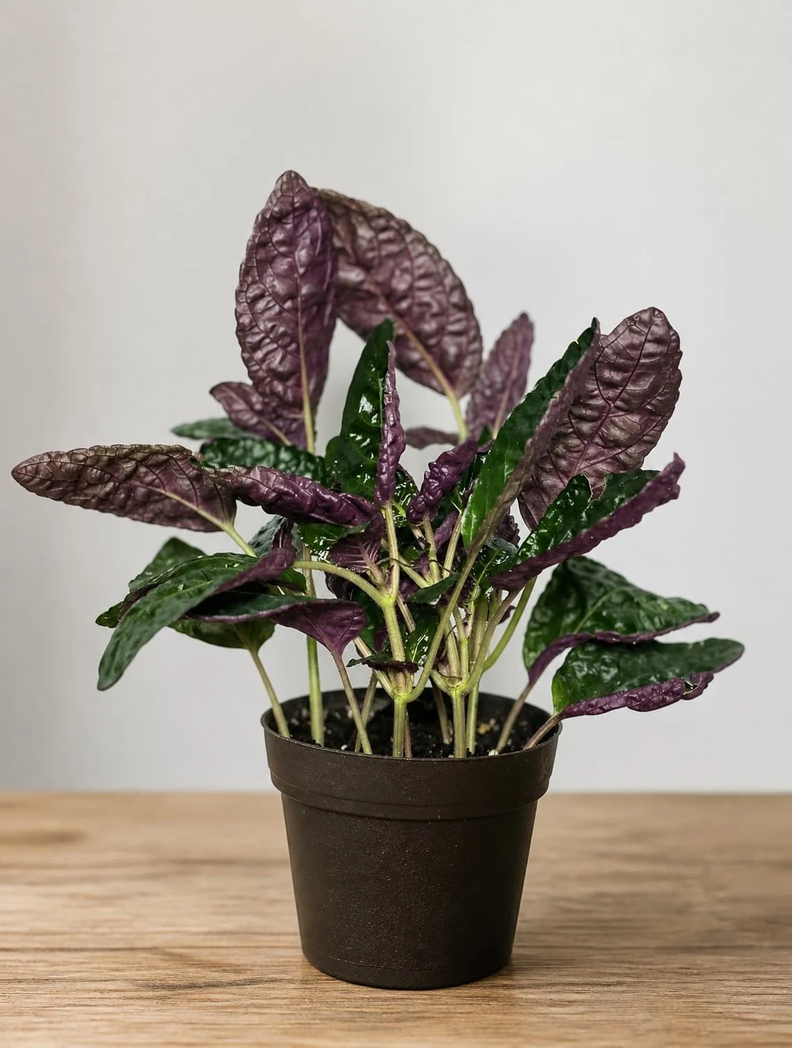 Purple Waffle Plant
