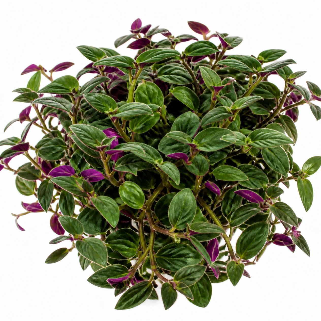 Tradescantia 'Purple Plush'